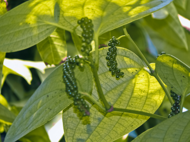 Black Pepper Plant