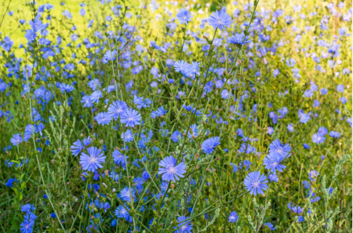 Chicory (Cichorium intybus)