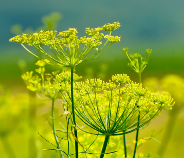 Close-up of yellow fennel flowers with a blurred green background
