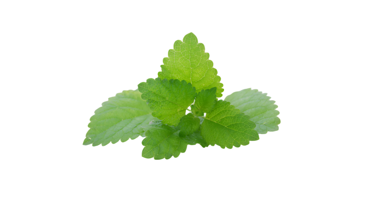 Lemon balm leaves 