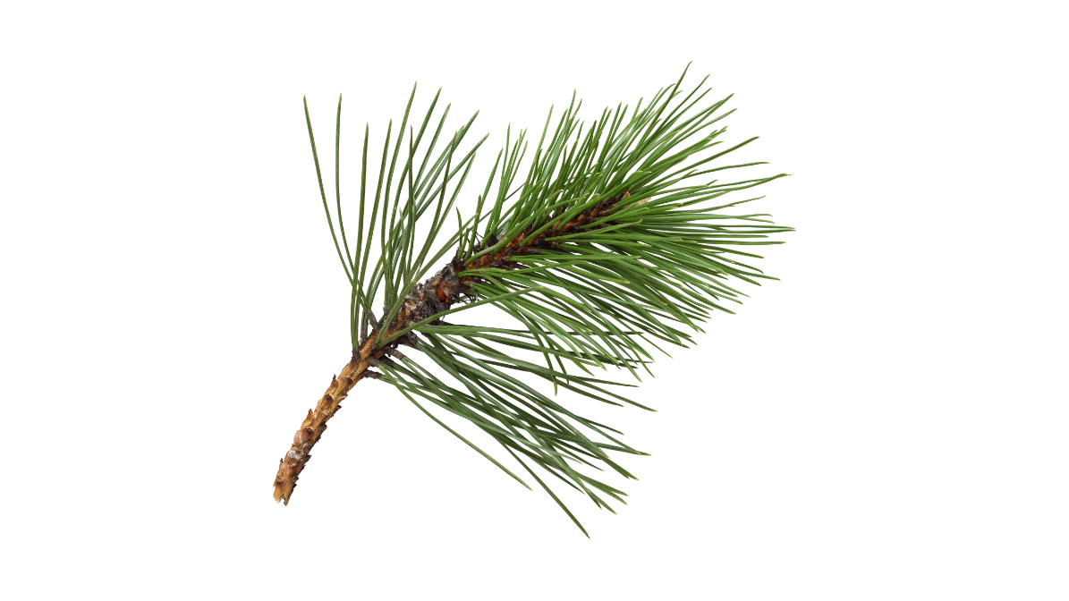 Pine needles