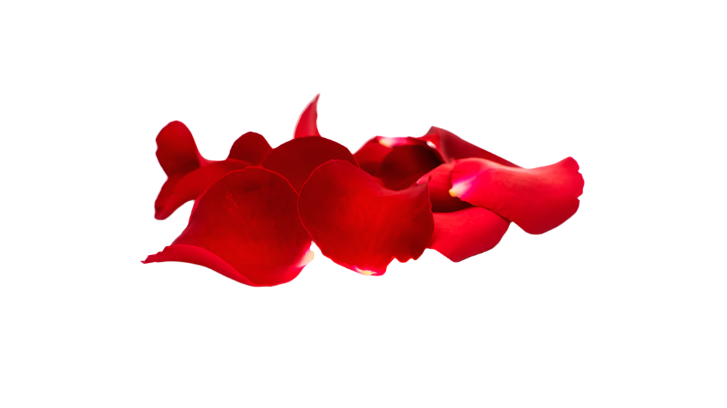 Red rose petals with green cardamom on a white background