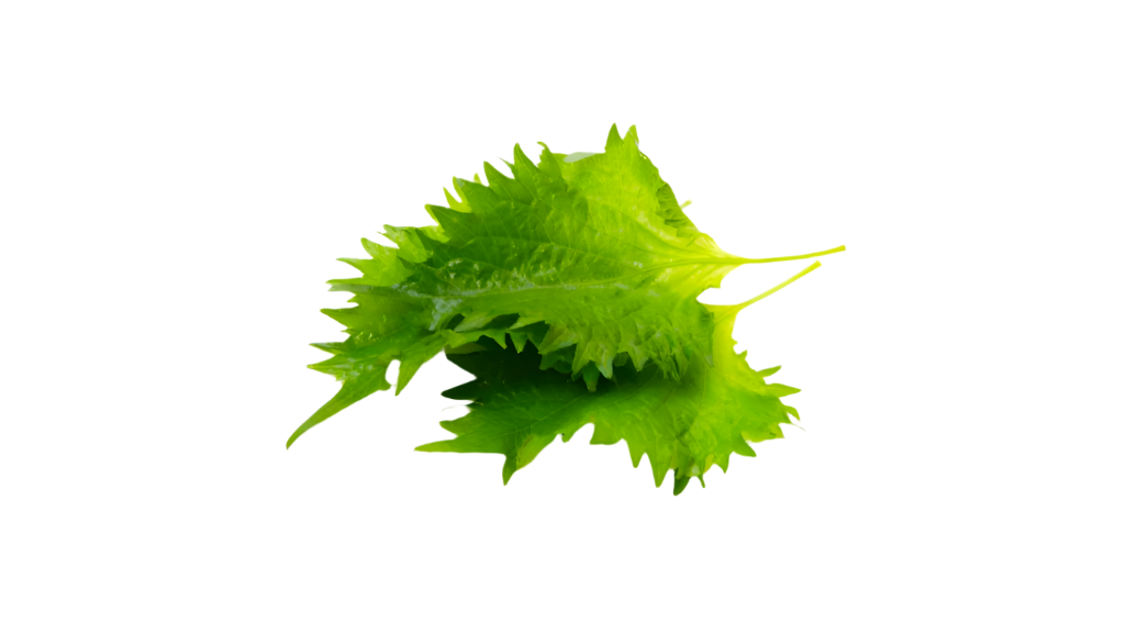 Close-up of shiso leaves on a white background